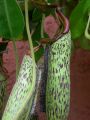 Nepenthes Velvet.jpg