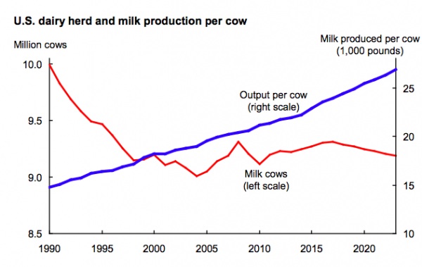 Cows have no limits.jpg