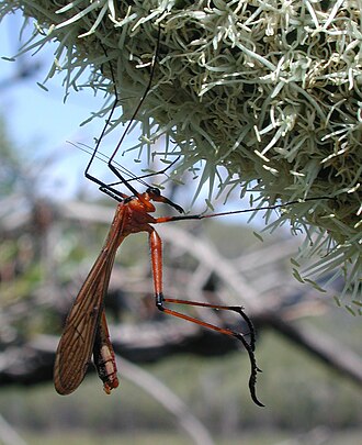 Bittacidae fg1.jpg
