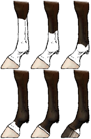 Horsemarkings legs.png