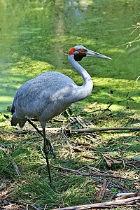 Brolga-1-Healesville,-Vic,-3.1.2008 edit.jpg