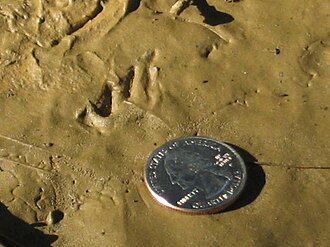 Green frog, hind foot print