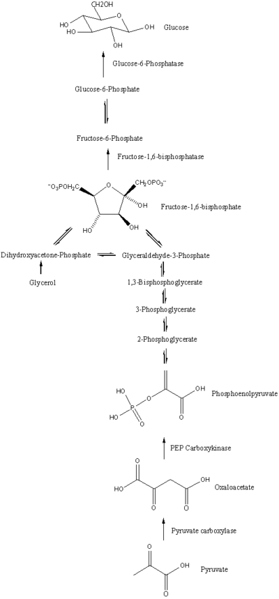 Gluconeogenesis pathway.png