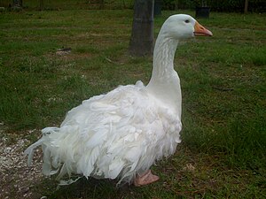 White Sebastopol Goose.jpg