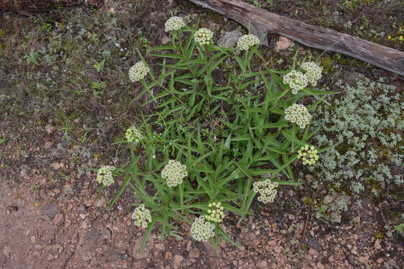 File:Asclepias asperula 7364.jpg