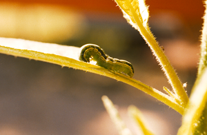 The beet armyworm (Spodoptera exigua)