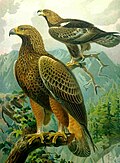 Aquila chrysaetos large drawing.jpg
