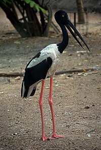 Ephippiorhynchus asiaticus -India-8.jpg