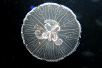 Jelly 0556 W.jpg