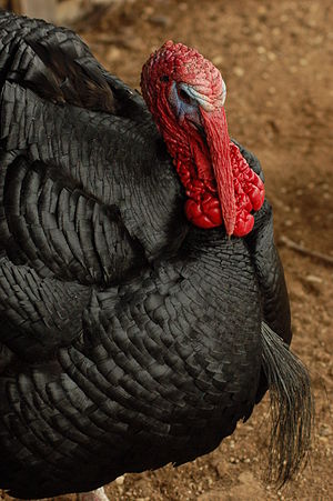 Black Spanish Turkey Tom.jpg