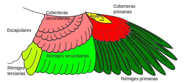 Partes del ala del ave