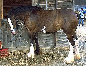 Clydesdale horse.jpg