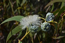 Tasmanian Flowering Blue Gum
