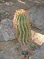 Cactaceae-red barrel cactus.jpg