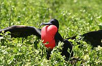 Male greater frigate bird displaying.jpg