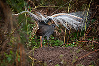 Superb Lyrebird mound dance.jpg