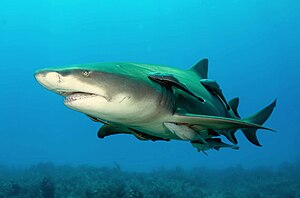 Lemonshark (2).jpg