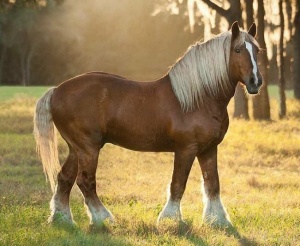 Belgian draft horse from the Maryland State Fair