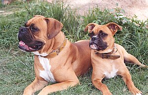 Two boxer dogs (2004).jpg