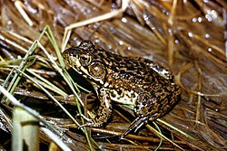 unidentified frog