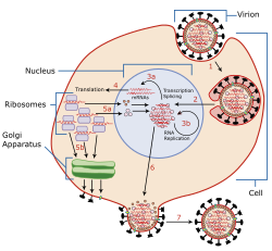 Virus Replication.svg