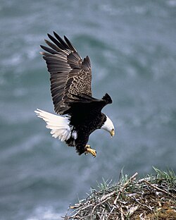 Haliaeetus leucocephalus2.jpg