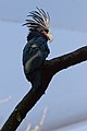 Palm Cockatoo (Probosciger aterrimus) on branch2.jpg