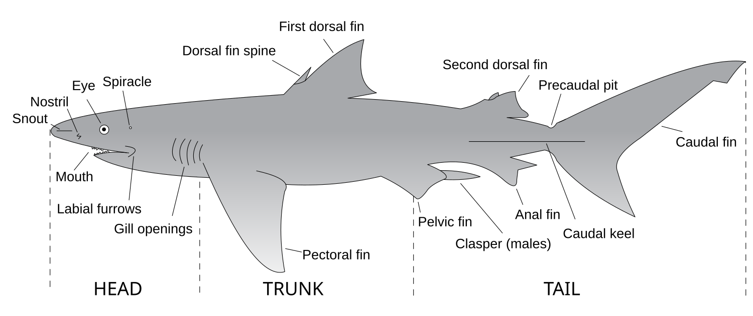 AY Honor Sharks Answer Key - Pathfinder Wiki