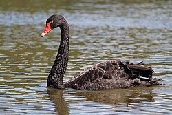 Black Swan