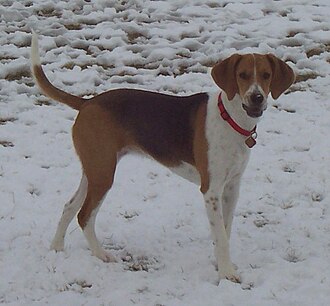 Harrier (dog).jpg