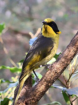 Helmeted Honey-eater