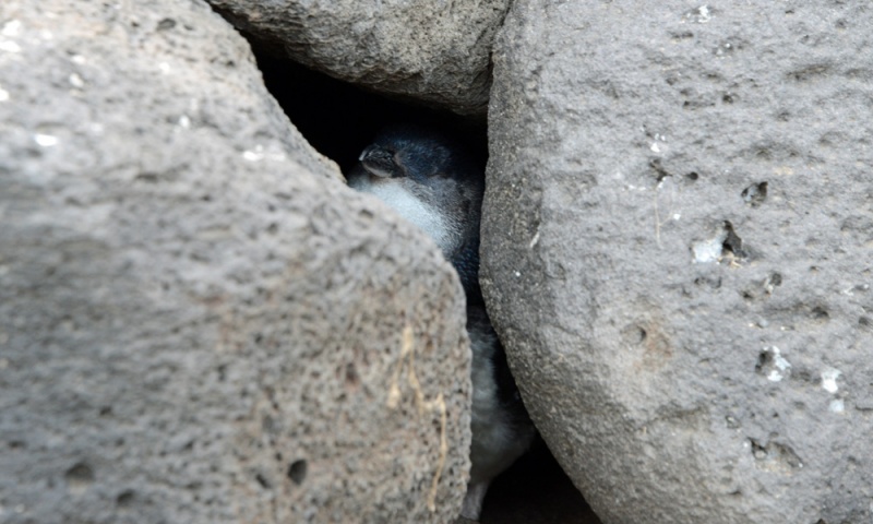 File:LittlePenguin 4437.jpg