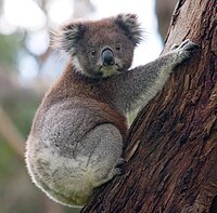 Koala climbing tree.jpg