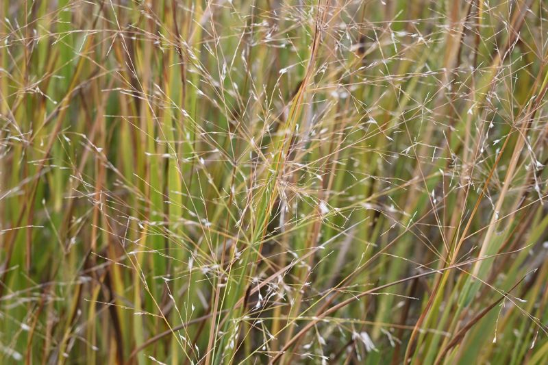 File:Panicum virgatum 7279.jpg