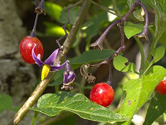 Bitter Nightshade, Bittersweet