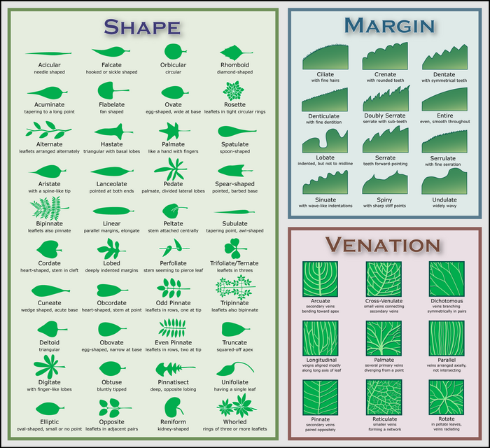 Leaf morphology no title.png