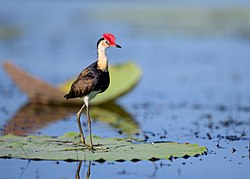 Corroboree Jacana.jpg