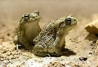 Pantherkroete-04.jpg
