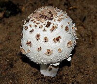 Chlorophyllum brunneum (Shaggy Parasol) W IMG 1234.jpg