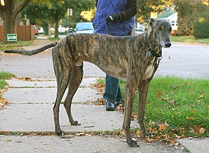 Greyhound brindle standing.jpg