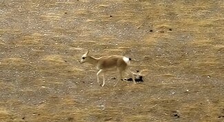 Procapra picticaudata.jpg