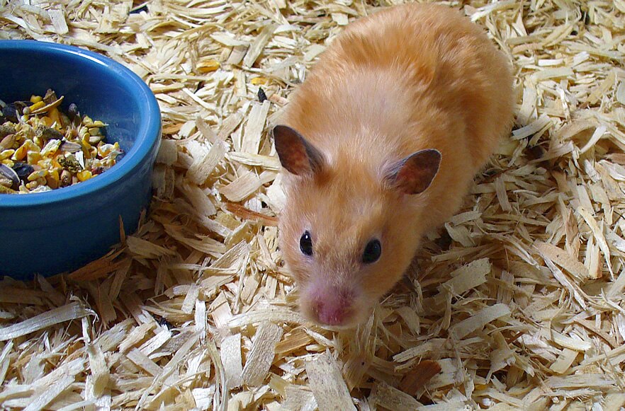 File:A pet hamster named Peach.jpg