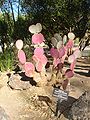 Cactaceae-purple pancake cactus.jpg