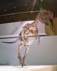 Allosaurus 1024 W.jpg
