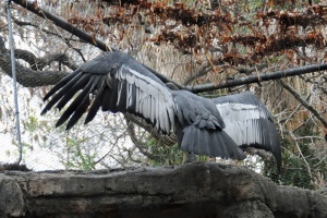 Vultur gryphus 2.jpg