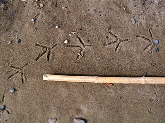 Heron trail.jpg
