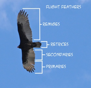 FlightFeathers.jpg