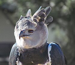 Harpia harpyja -falconry -head-8a.jpg
