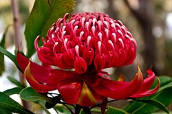 Waratah Bloom