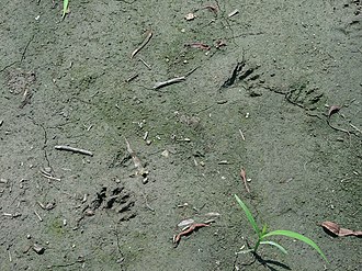 Track